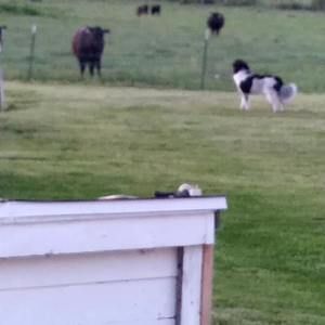 Meet your Posher, Don